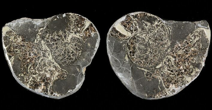 Pyritized Ammonite Fossil Pair #48045